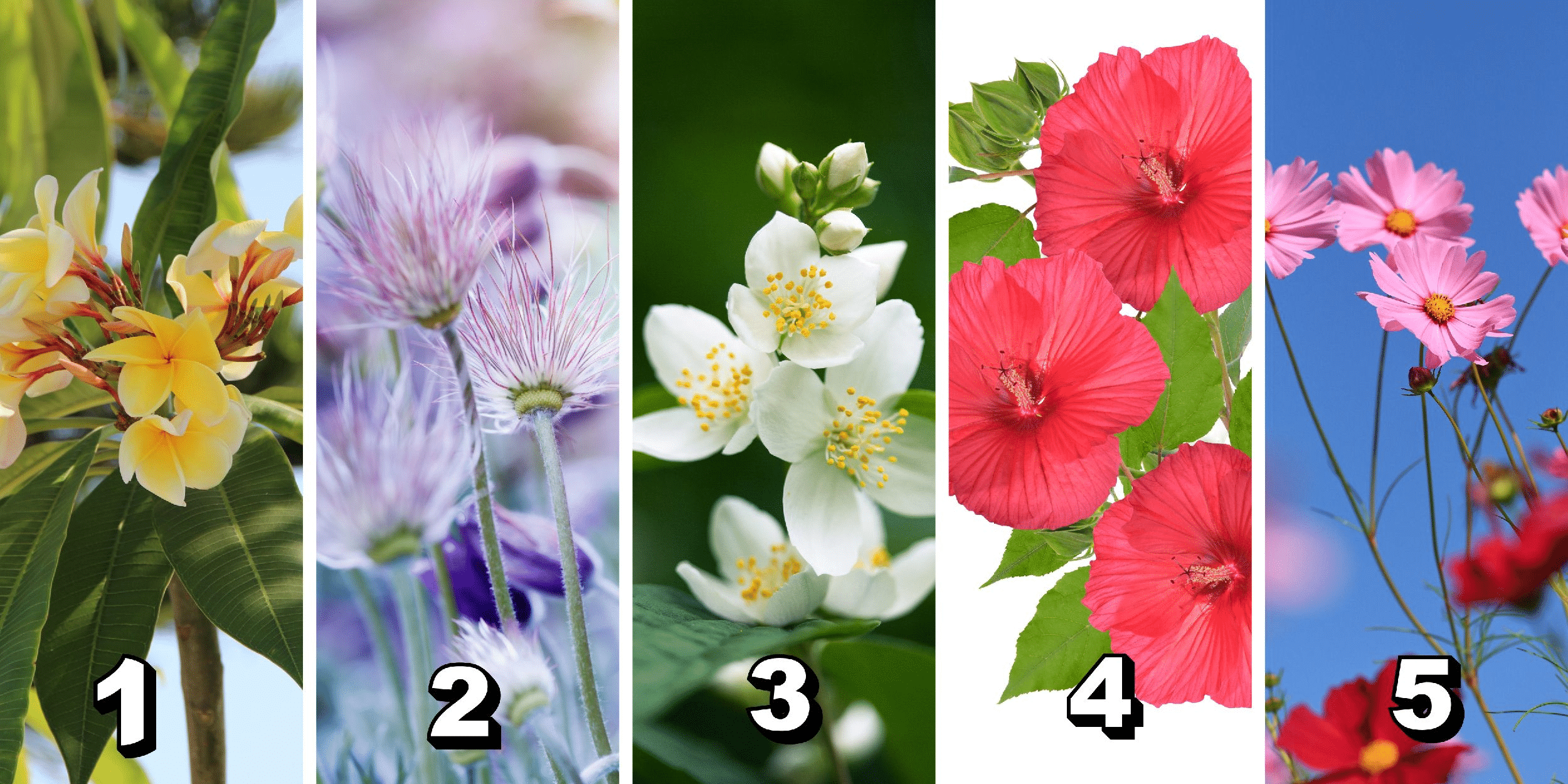 Teste de Personalidade: Escolha uma das 5 flores da Imagem e descubra o superpoder único que floresce em você!