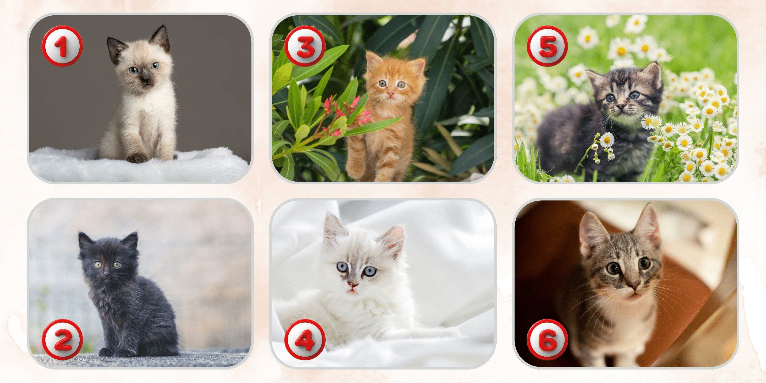 Teste de personalidade: qual dos 6 gatinhos é você? Descubra o que sua escolha revela sobre seu verdadeiro eu!